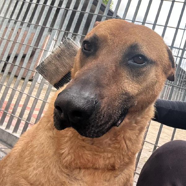 ARGO ALLA RICERCA DI CASA E AMORE Foto 4